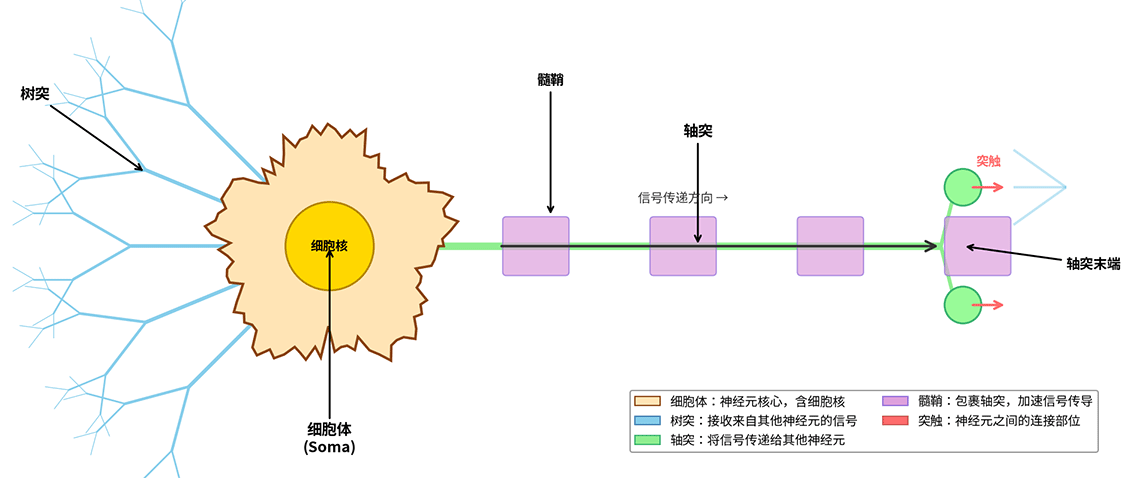 Diagram of Neuron Structure