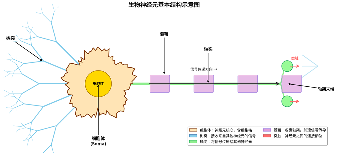 神经元结构示意图